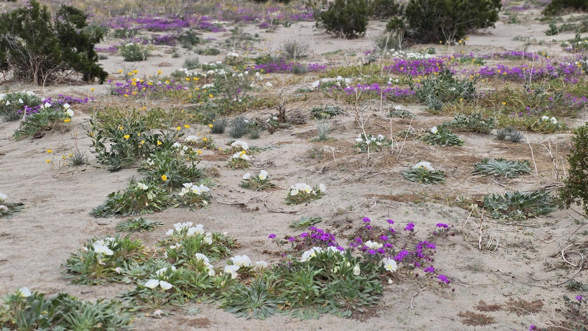 Find Your Way to the Stunning Superbloom Sightings